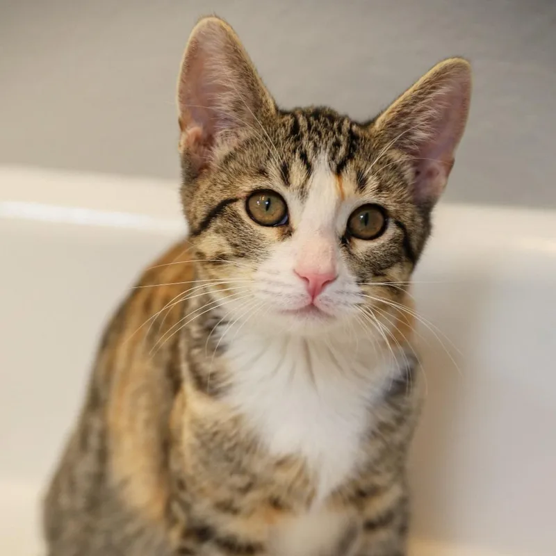 A baby small-sized female Calico Domestic Short Hair cat named Bubbles for adoption in Long Beach, CA