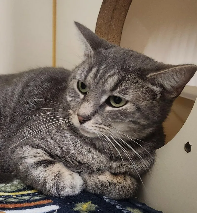 An adult medium-sized female Domestic Short Hair cat named Princess for adoption in Little Rock, AR