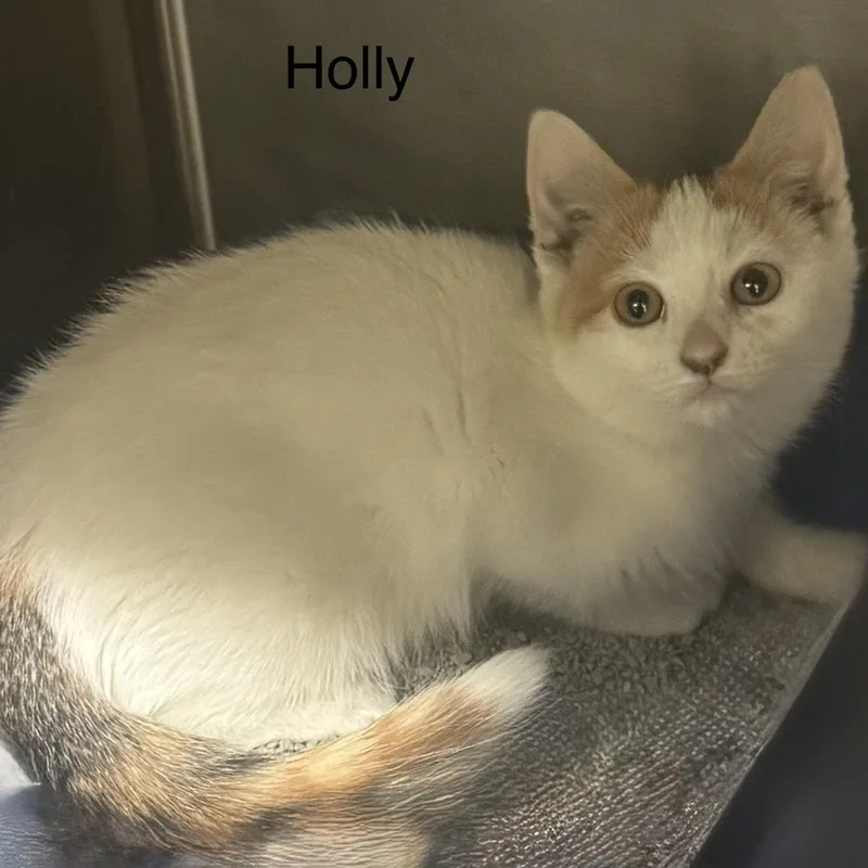 Holly