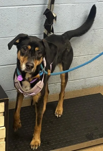 An adult medium-sized female Mixed Breed dog named Stasha for adoption in Chamblee, GA