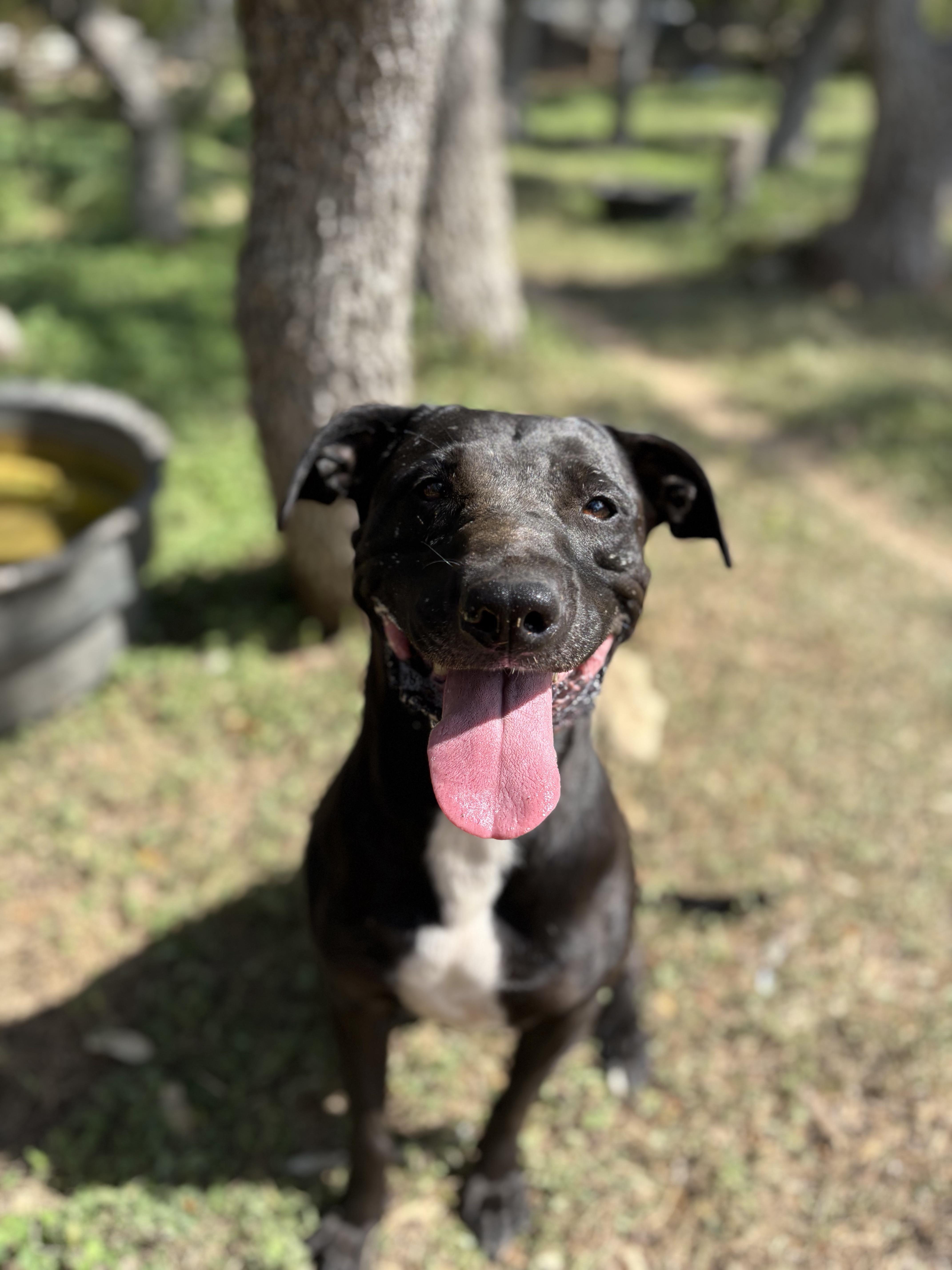 A young medium-sized female Mixed Breed dog named Willow for adoption in Blanco, TX