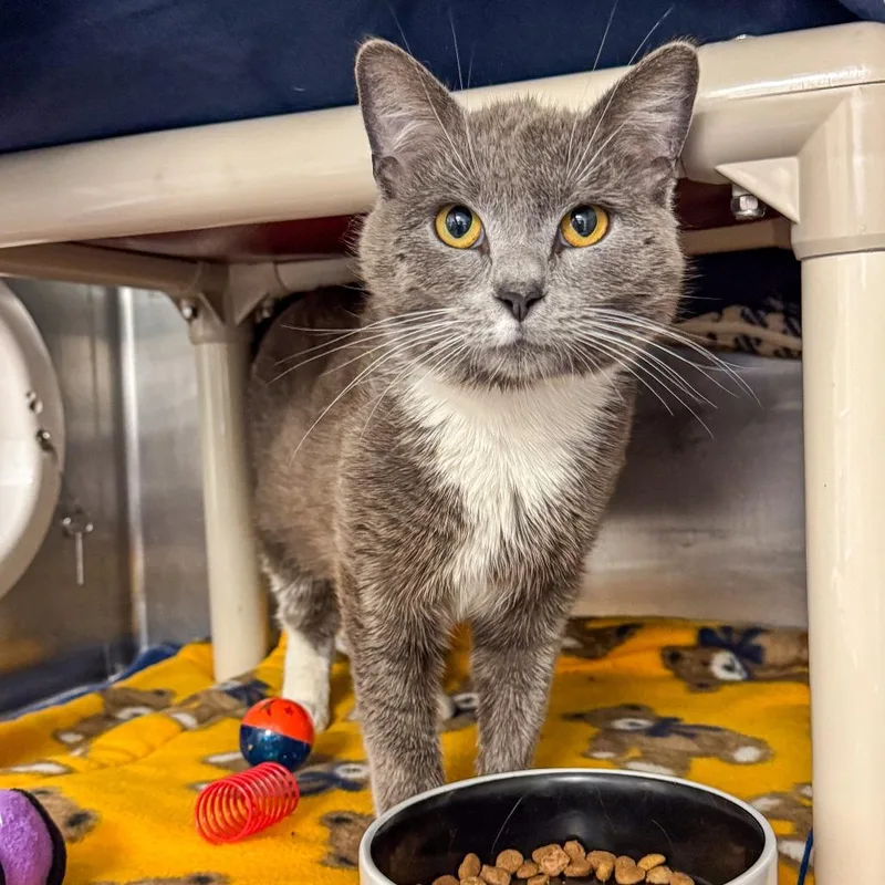 A young medium-sized male Gray / Blue / Silver Domestic Short Hair cat named Cloud for adoption in Kennebunk, ME