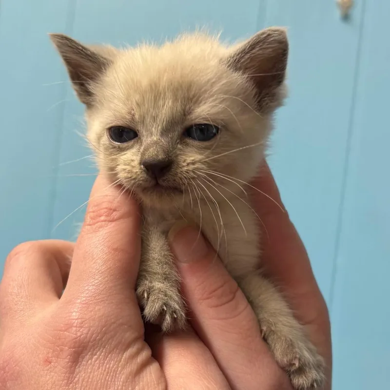 A young small-sized female White Siamese cat named Cough for adoption in Morganton, NC