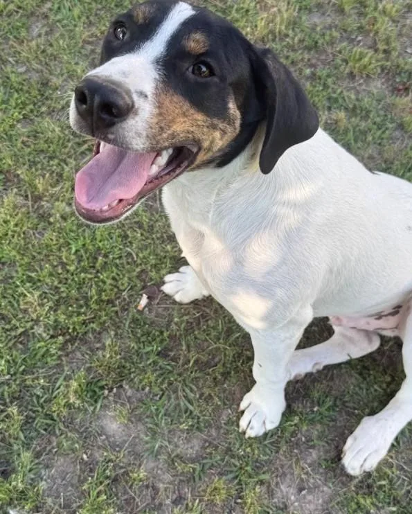 A young large-sized male Mixed Breed dog named Gizmo for adoption in Joppa, AL