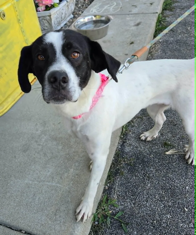 A young medium-sized female English Pointer dog named Pippy for adoption in Petersburg, IN