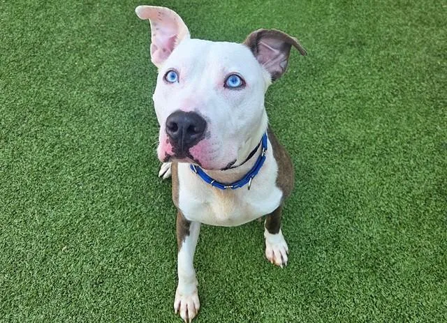 A young large-sized male Pit Bull Terrier dog named Julius for adoption in Saint Louis, MO