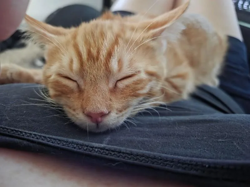 Smuggling