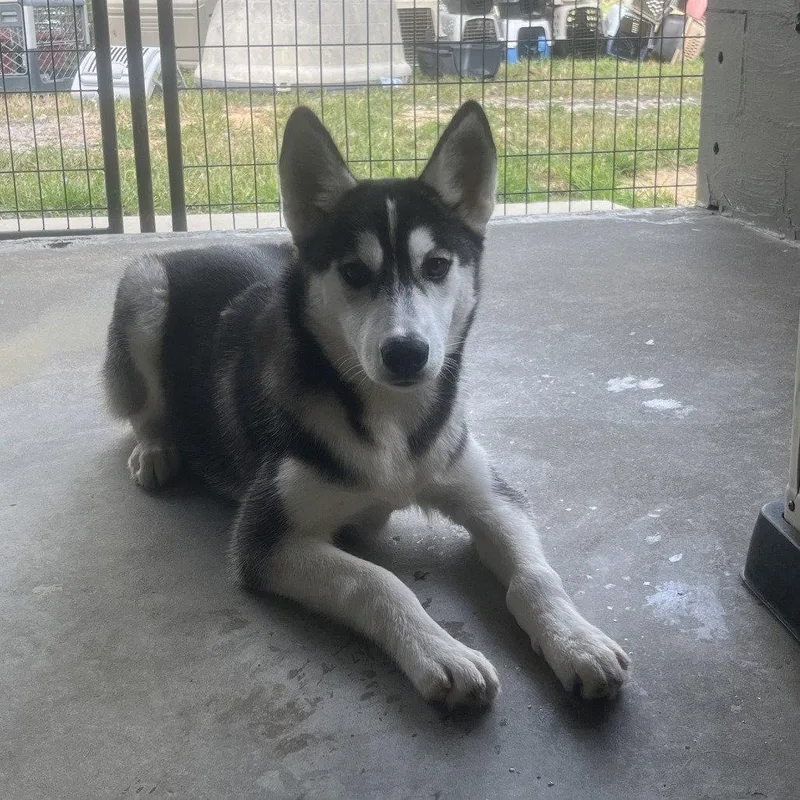 A young medium-sized female Siberian Husky dog named Jenna LOWER FEE!  for adoption in Locust Fork, AL