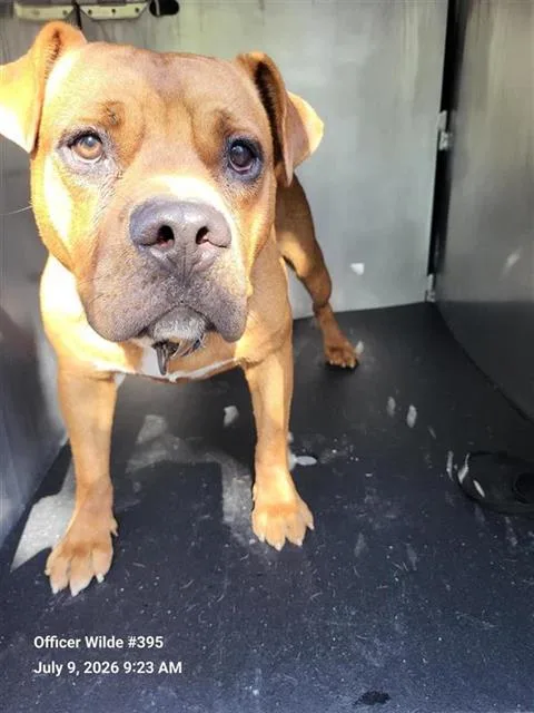 An adult medium-sized male American Staffordshire Terrier dog named Buster for adoption in San Antonio, TX