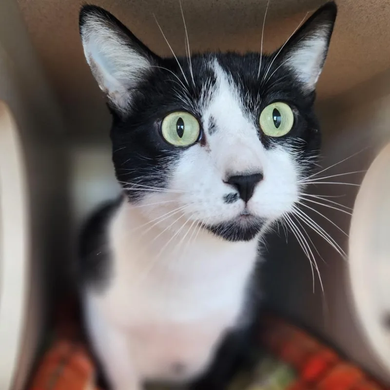 An adult large-sized male Domestic Short Hair cat named Bart for adoption in Reno, NV