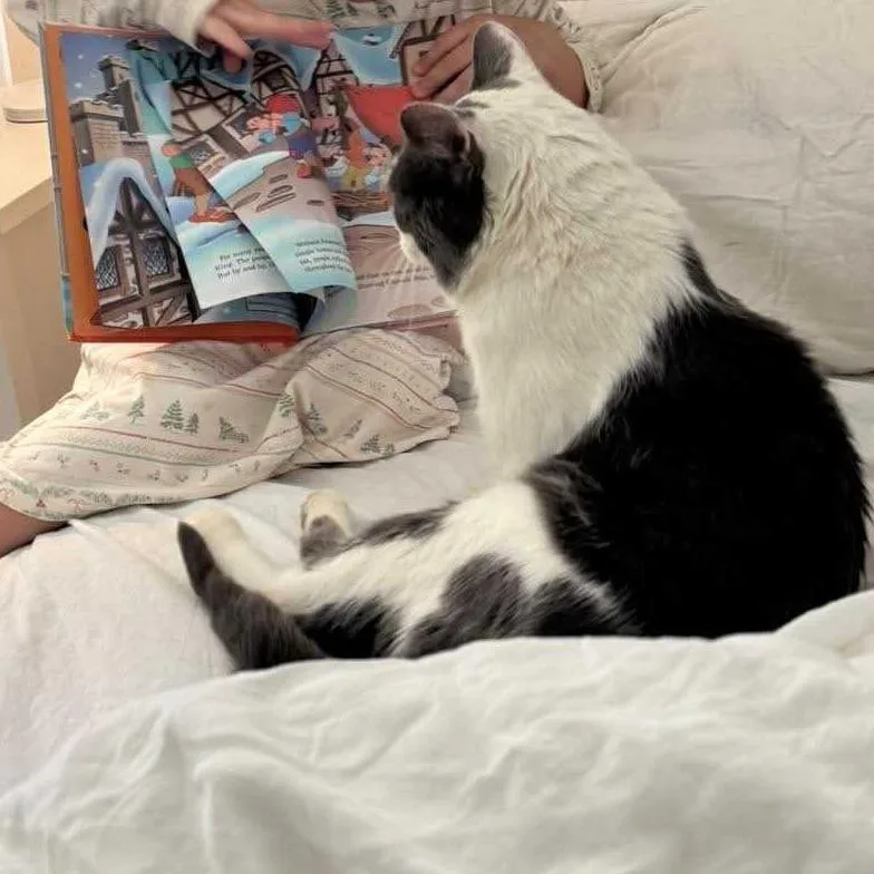 An adult large-sized male White Domestic Short Hair cat named Ozzy for adoption in Deerfield, IL