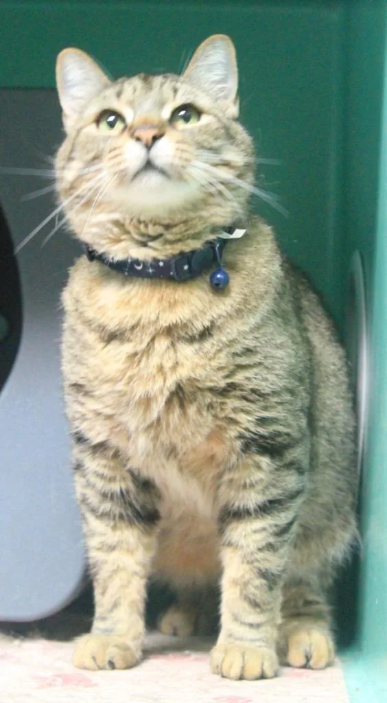 An adult large-sized male Domestic Short Hair cat named Theodore for adoption in Utica, MI