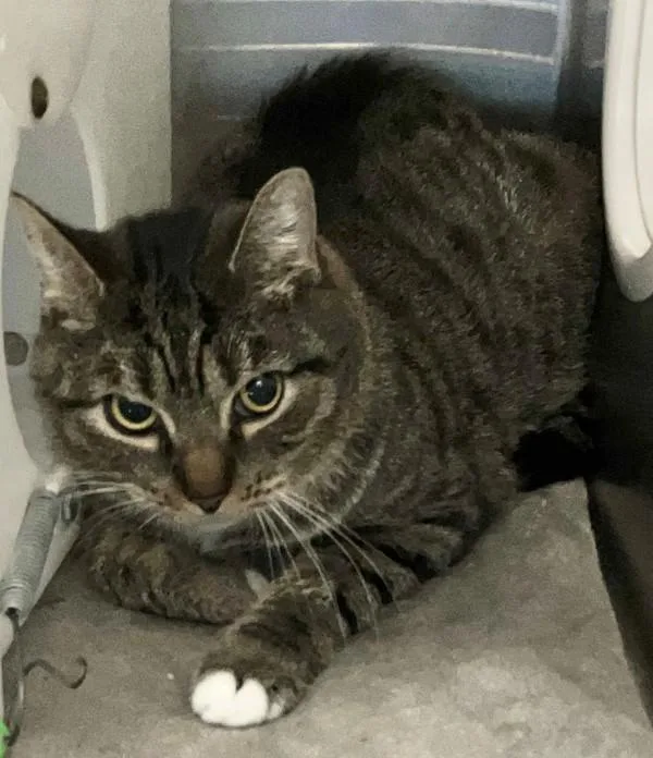 An adult medium-sized male Domestic Short Hair cat named Williamsburg for adoption in Staten Island, NY