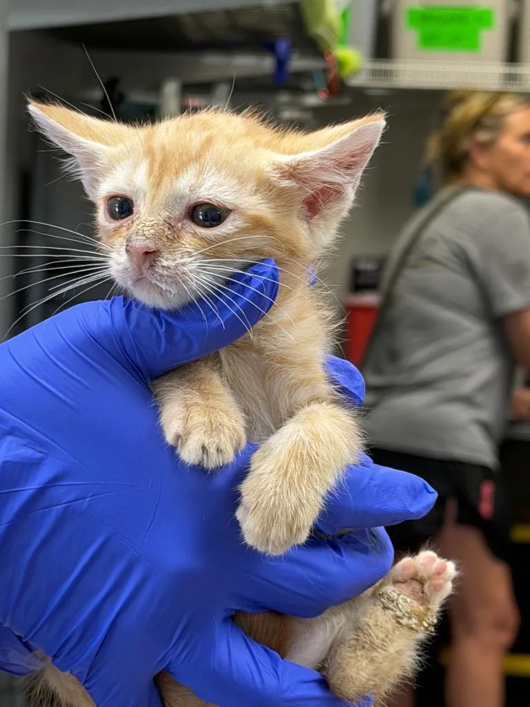 A baby medium-sized male Domestic Short Hair cat named Ream for adoption in Sorrento, LA