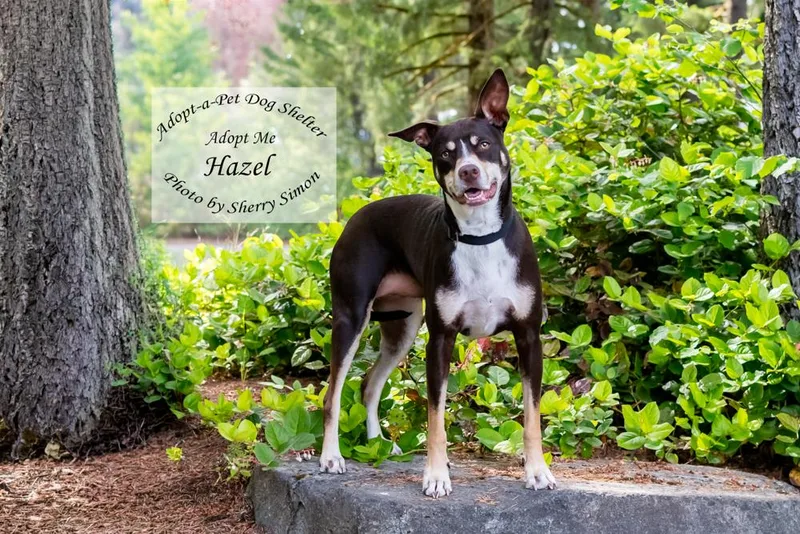 Hazel thumbnail 2