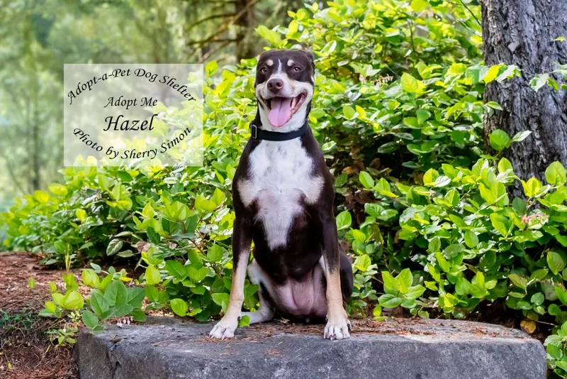 Hazel thumbnail 3