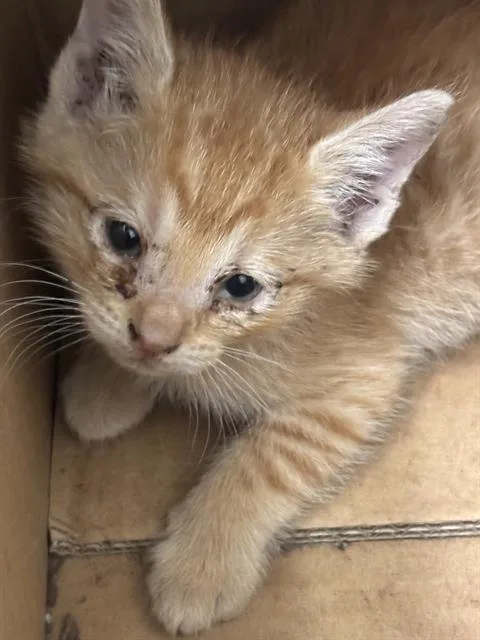 A baby medium-sized female Domestic Short Hair cat named Sky for adoption in Dallas, TX