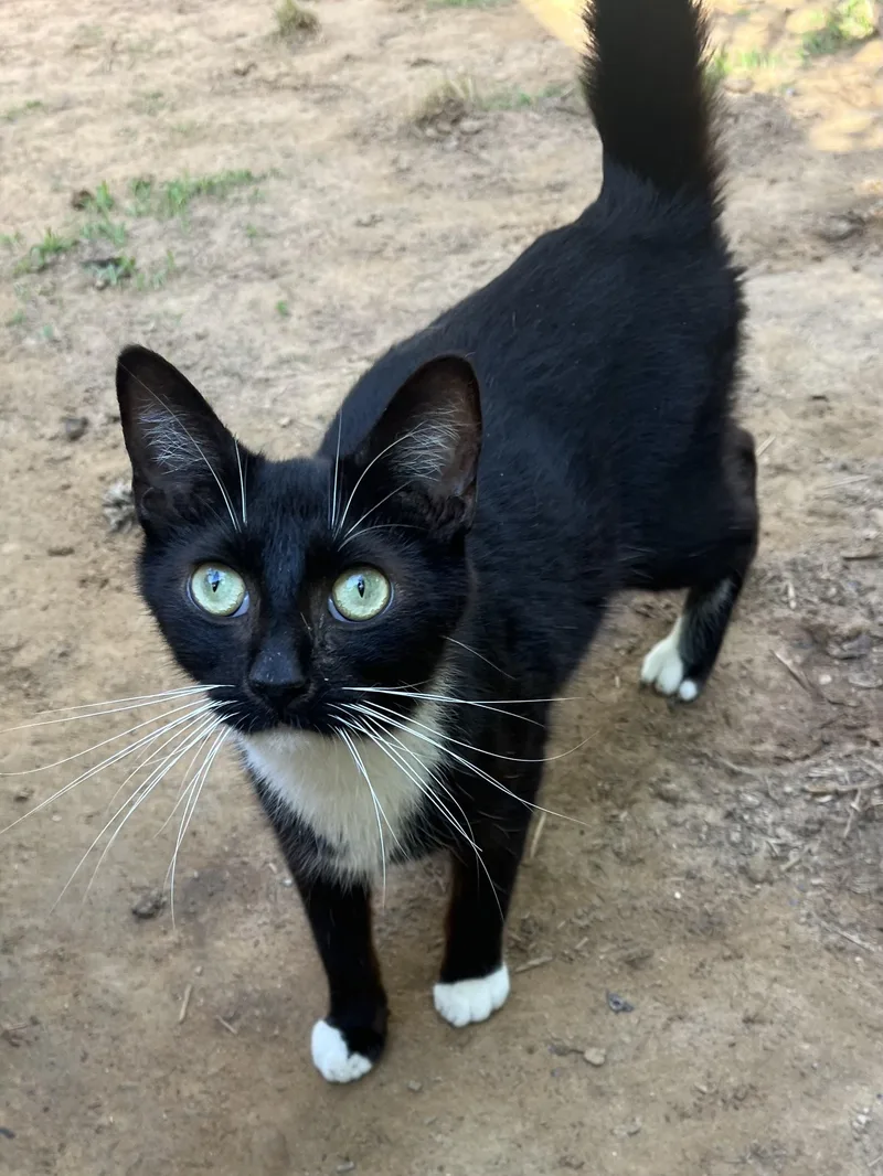 A young medium-sized male Black & White / Tuxedo Domestic Short Hair cat named Raccoon for adoption in Stuart, VA