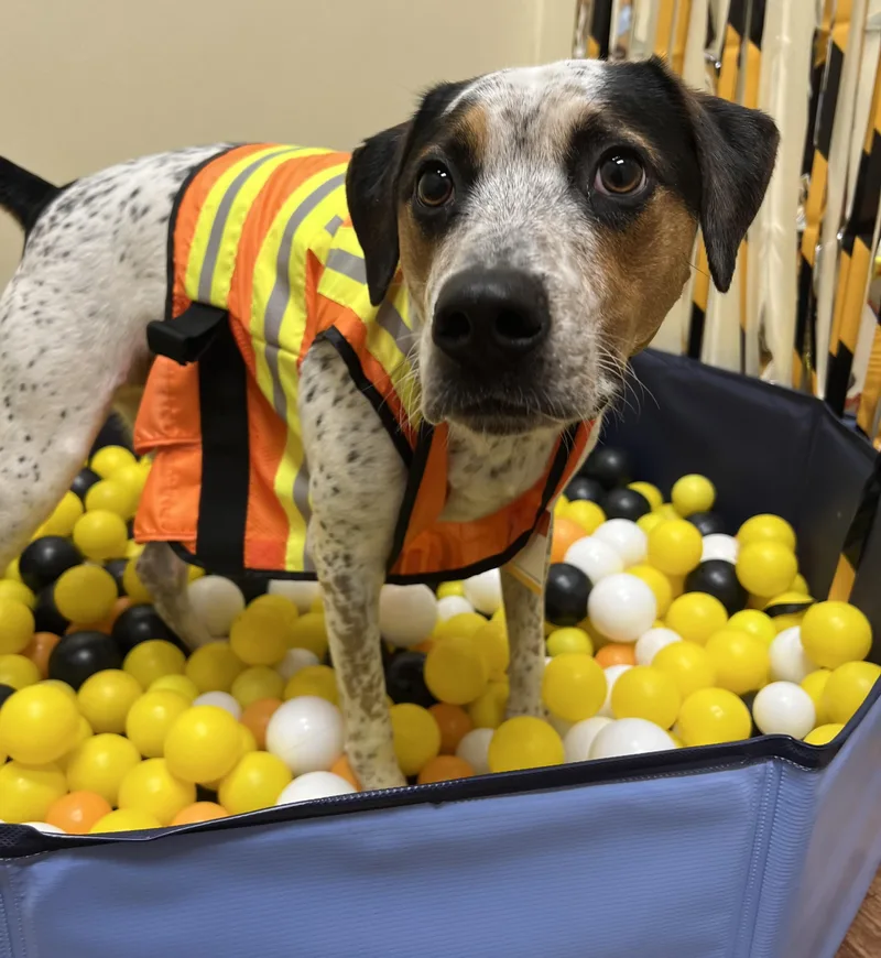 A young medium-sized male Tricolor (Brown, Black, & White) Australian Cattle Dog / Blue Heeler dog named Eddie for adoption in Albany, NY