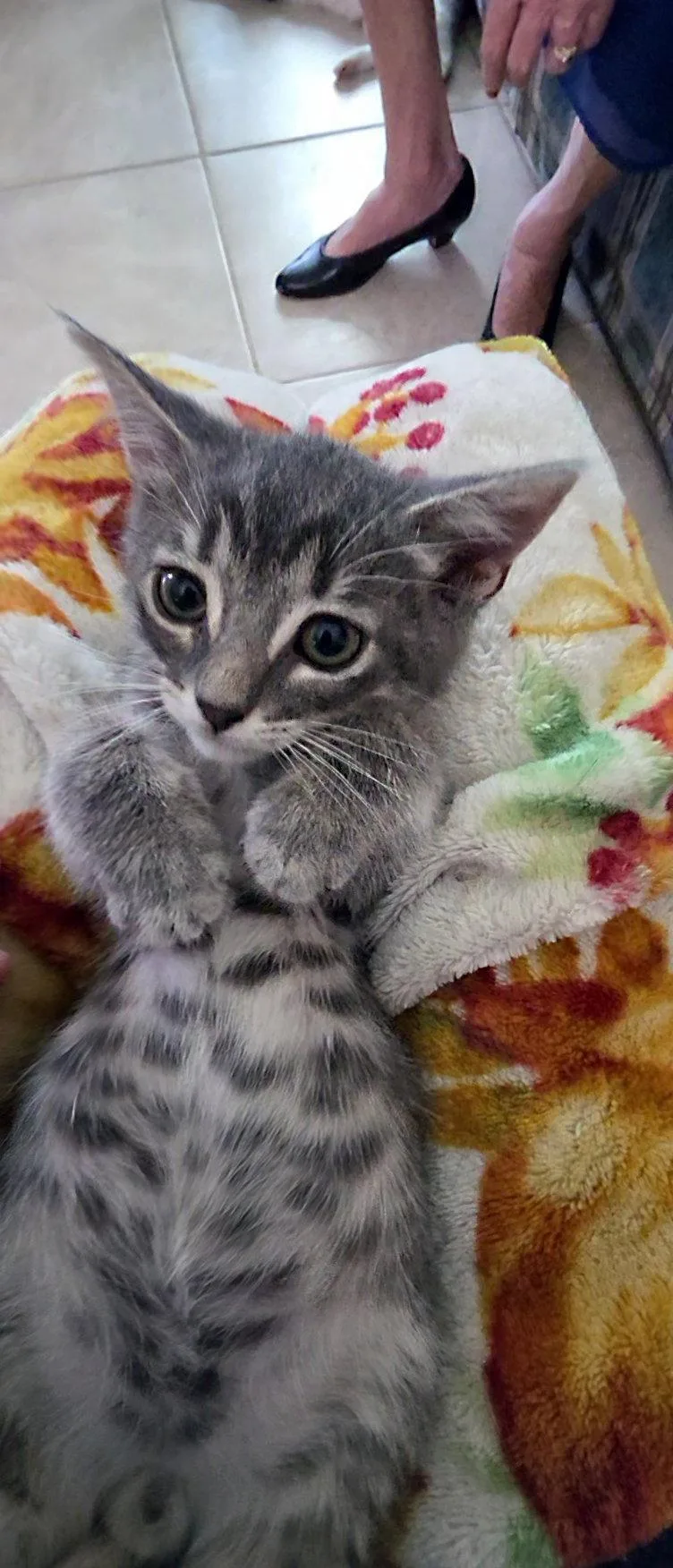 A baby medium-sized male Tabby cat named Odie for adoption in Magnolia Springs, AL