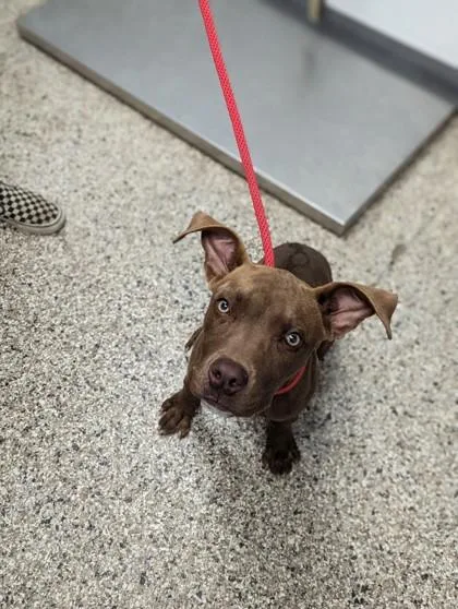An adult medium-sized female Mixed Breed dog named Bellevue FKA Umber for adoption in West Chester, PA