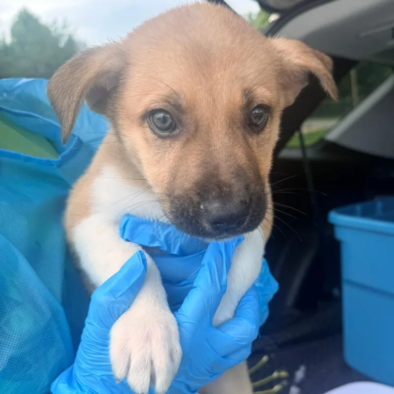 A baby small-sized male Yellow / Tan / Blond / Fawn Mixed Breed dog named Ace for adoption in Corinth, MS