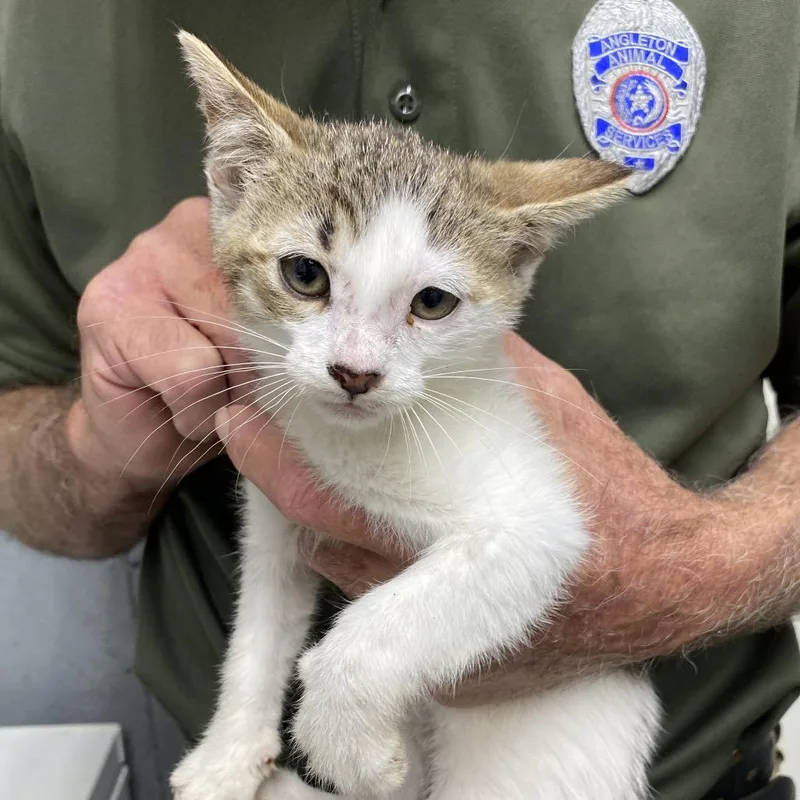 A baby small-sized male Brown / Chocolate Domestic Short Hair cat named Anchovy for adoption in Houston, TX