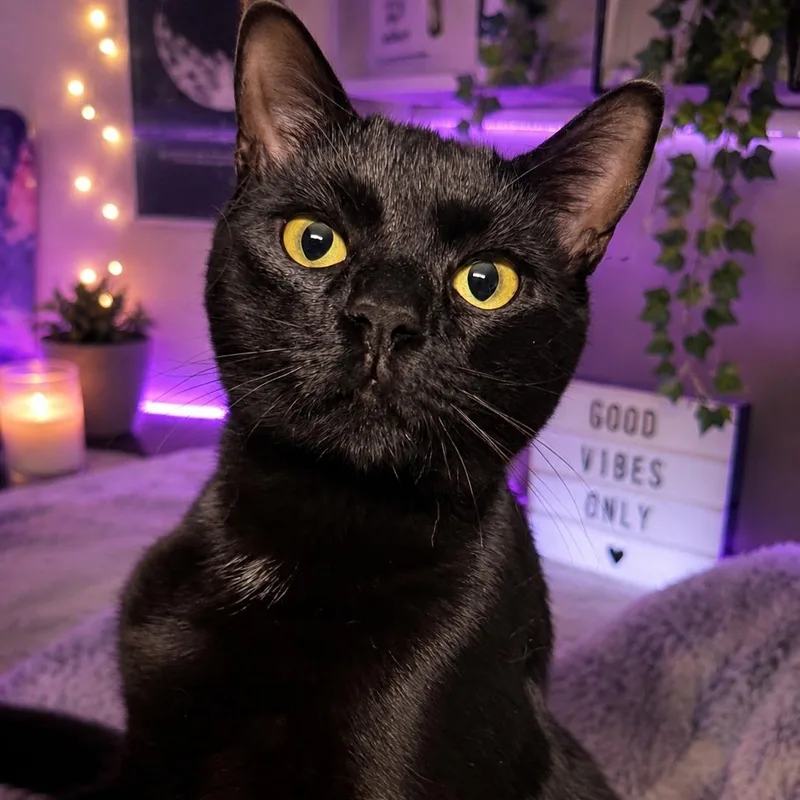 A young medium-sized male Black Domestic Short Hair cat named Steve for adoption in Anderson, SC