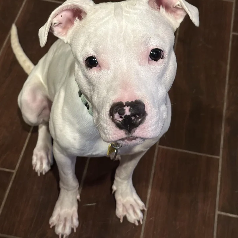 A baby medium-sized male White / Cream Pit Bull Terrier dog named Finley for adoption in Cleveland, OH