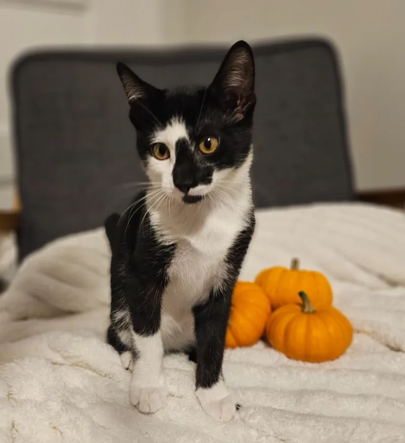 A baby small-sized female Domestic Short Hair cat named Meeko for adoption in Ogden, UT