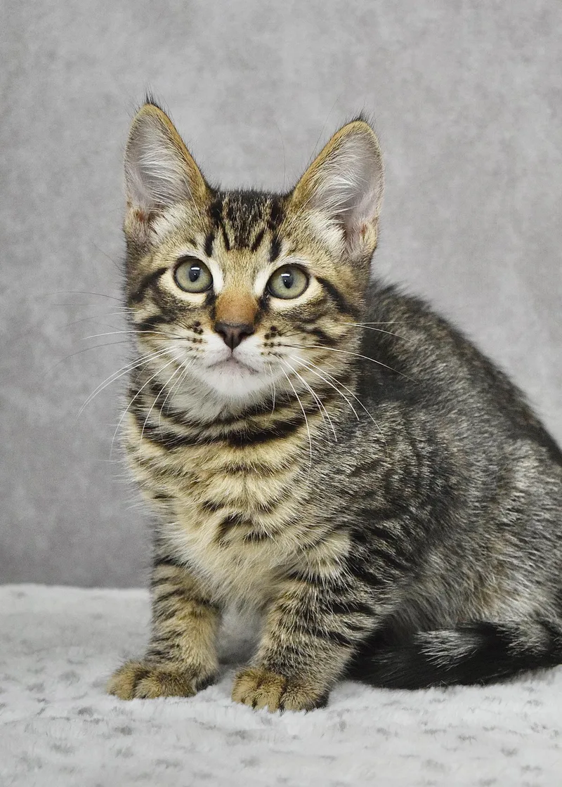 A baby medium-sized male Tabby (Brown / Chocolate) Domestic Short Hair cat named Jimmy for adoption in Dublin, CA
