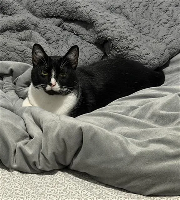 An adult medium-sized female Domestic Short Hair cat named Rubi for adoption in Dallas, TX