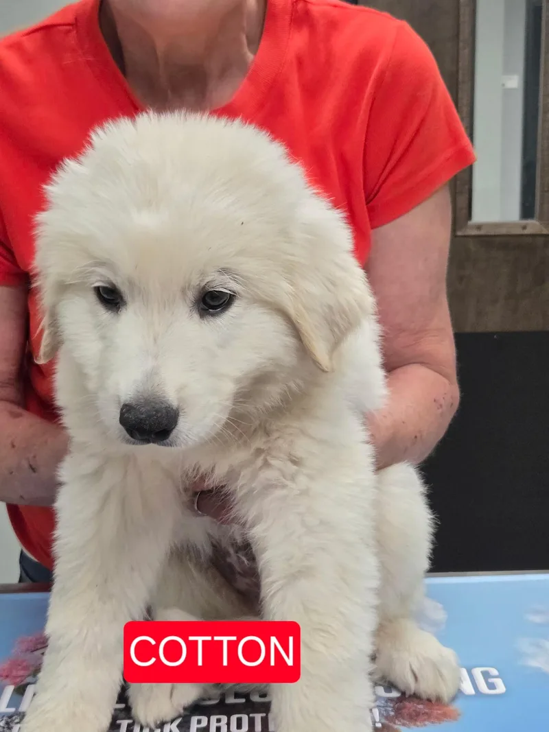 Cotton Cuddles DFW
