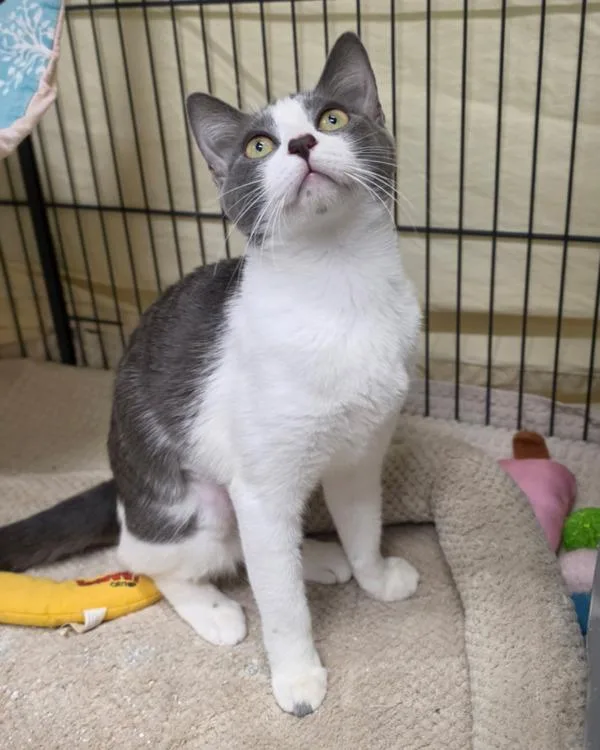 A young small-sized female Domestic Short Hair cat named Quinoa for adoption in Novato, CA