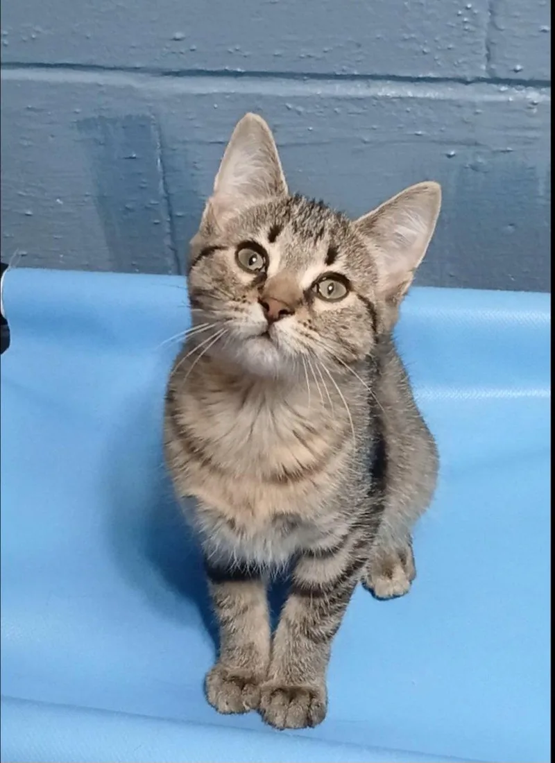 A baby medium-sized female Tabby cat named Pallas for adoption in Bay City, MI
