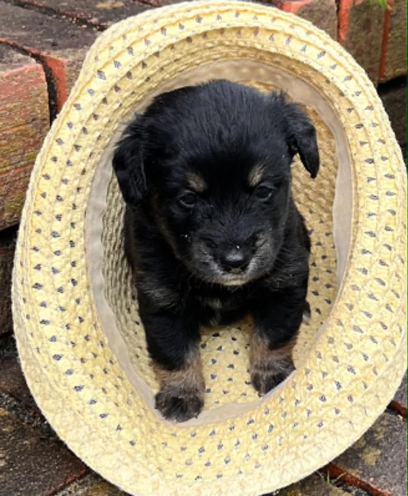 A baby small-sized female Terrier dog named Reina Rosie for adoption in Royal Palm Beach, FL