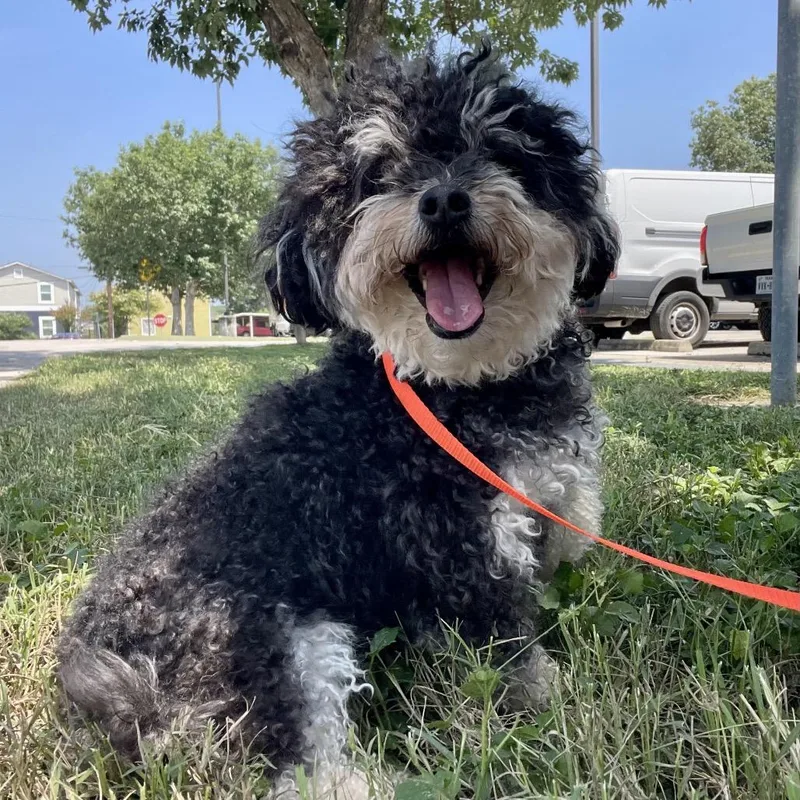 An adult small-sized female Black Miniature Poodle dog named Zoey for adoption in Wimberley, TX