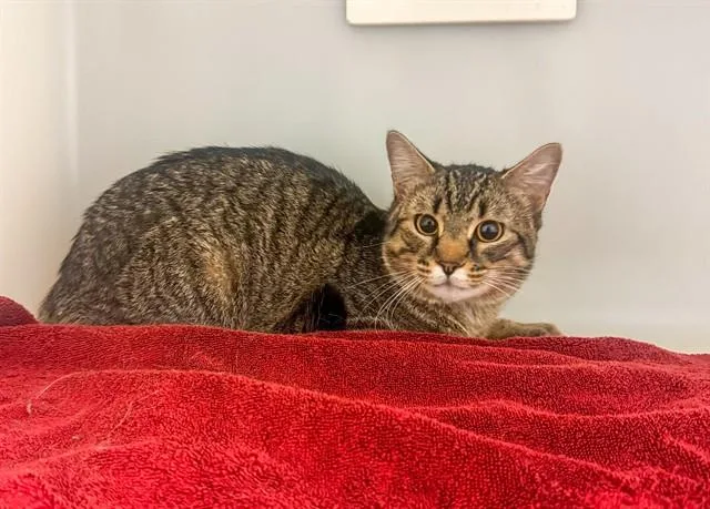 A young medium-sized male Domestic Short Hair cat named Steven for adoption in Statesville, NC