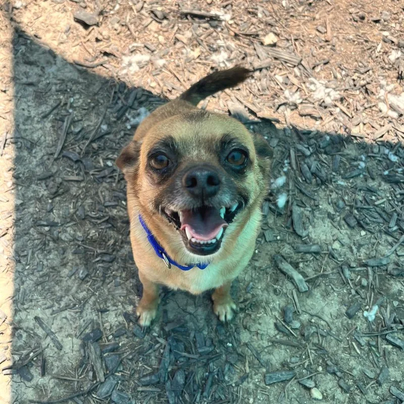 An adult small-sized male Brown / Chocolate Chihuahua dog named Churro for adoption in Kyle, TX
