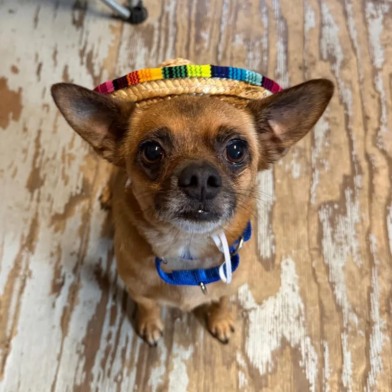 Churro thumbnail 4