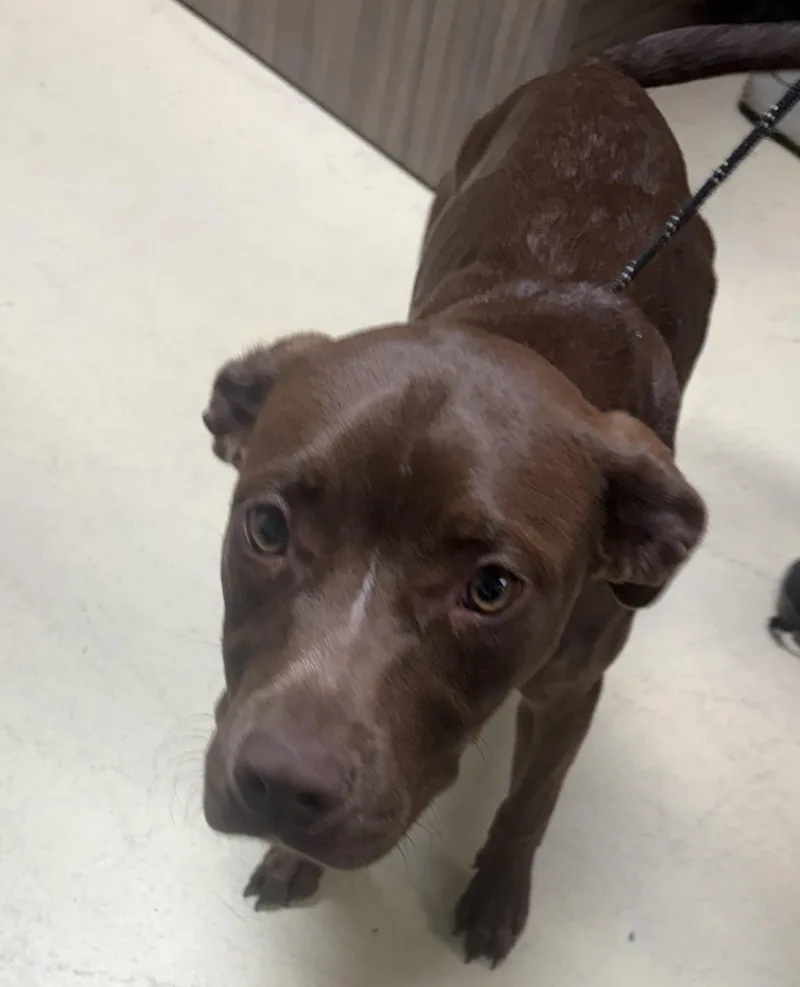 A young medium-sized female Brown / Chocolate Chocolate Labrador Retriever dog named Gracie for adoption in Paris , TN