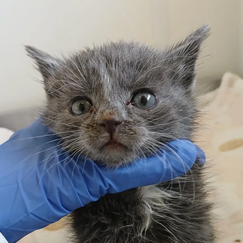 A baby small-sized male Gray / Blue / Silver Domestic Short Hair cat named Futon for adoption in Kanab, UT