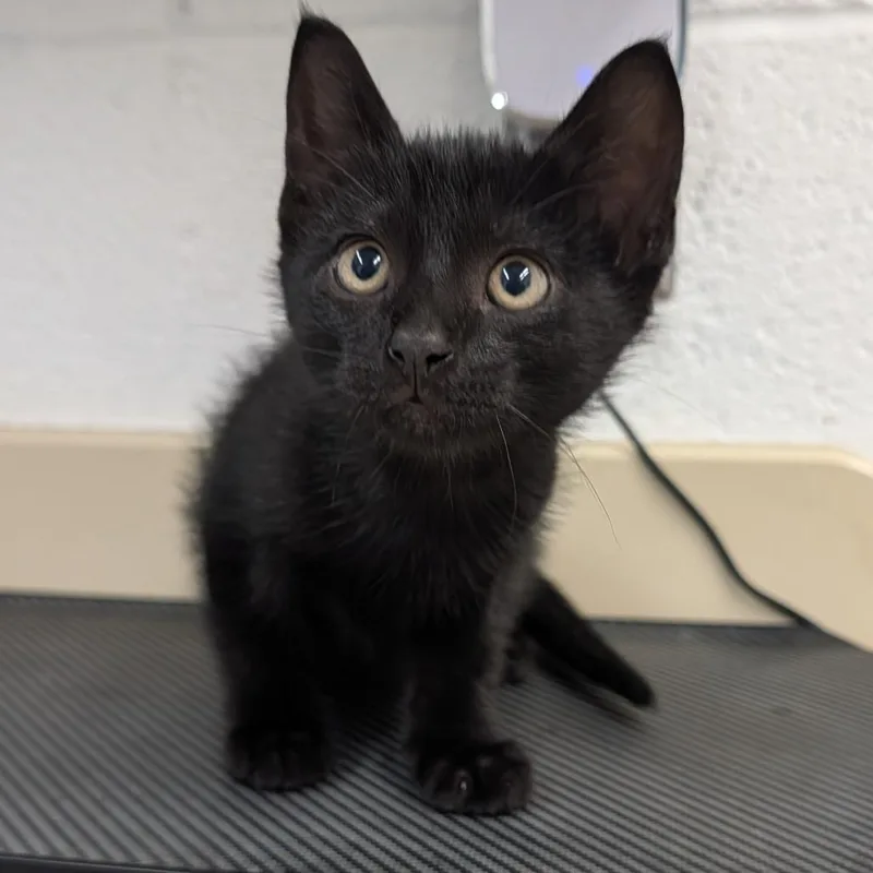 A baby small-sized male Black Domestic Short Hair cat named Pickles for adoption in Ardmore, OK