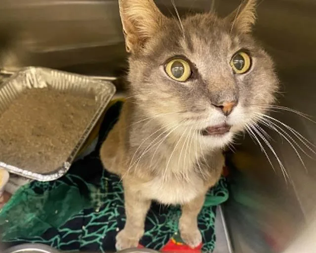 A senior medium-sized male Domestic Short Hair cat named Eeko for adoption in Tustin, CA
