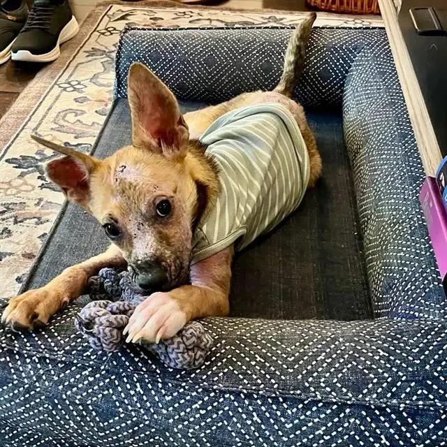 A young small-sized female Shepherd dog named Truvy for adoption in San Antonio, TX