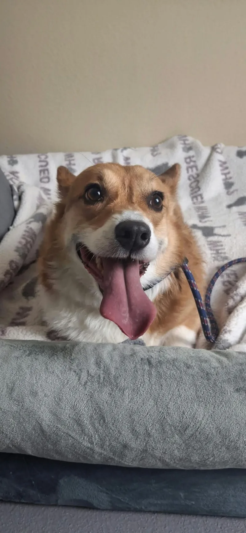 An adult medium-sized male Corgi dog named Simon for adoption in Rockwall, TX
