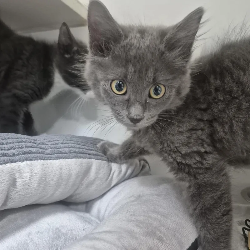 A baby small-sized female Gray / Blue / Silver Domestic Short Hair cat named Winnie for adoption in Newark, NJ