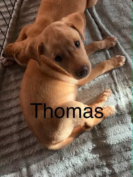 Thomas