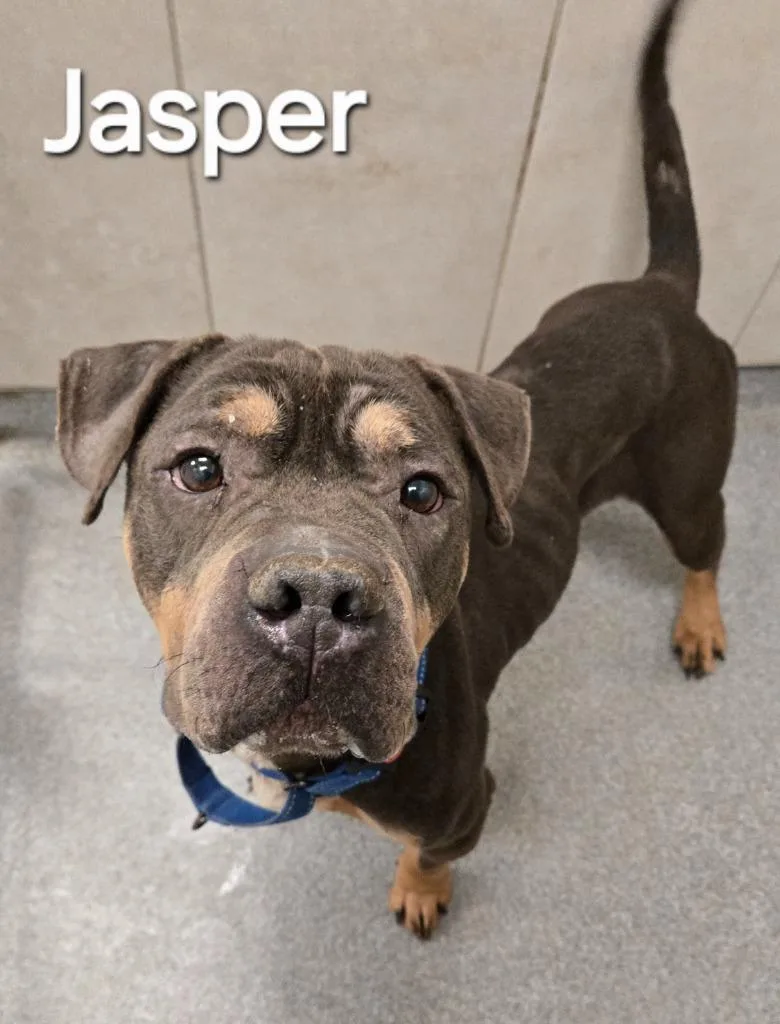 Jasper Yrly thumbnail 2