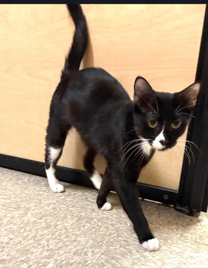 An adult medium-sized female Black & White / Tuxedo Tuxedo cat named Winnie. for adoption in Waldorf, MD
